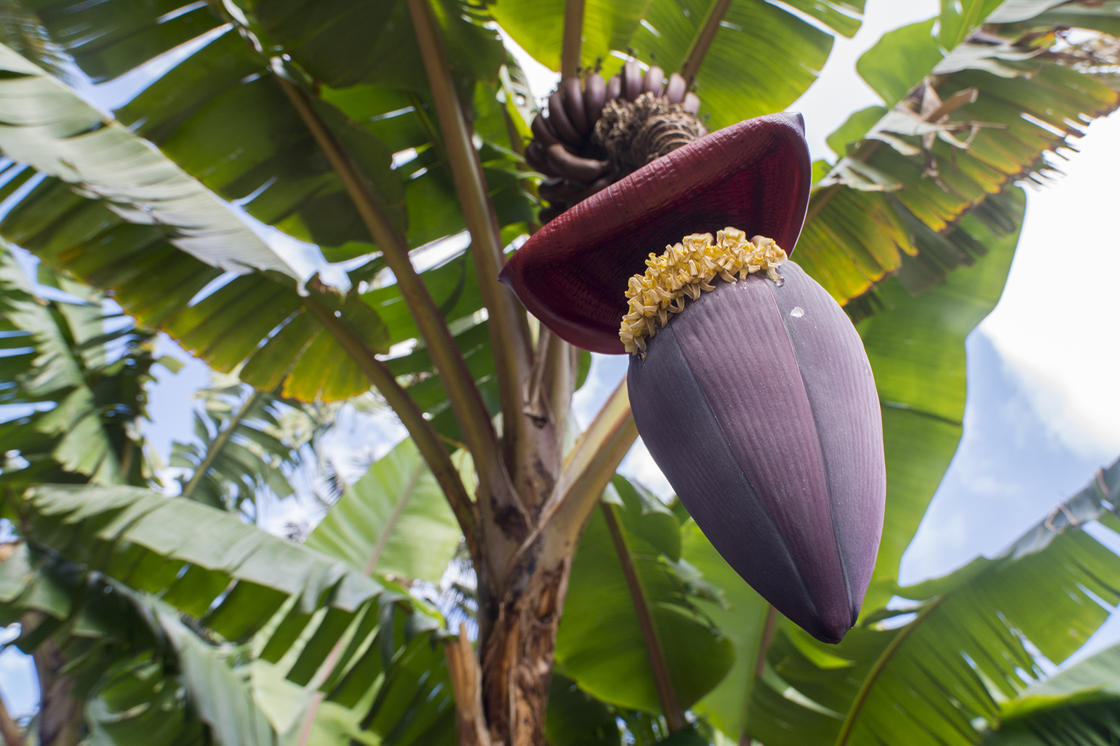 Bananenvariant - bloem