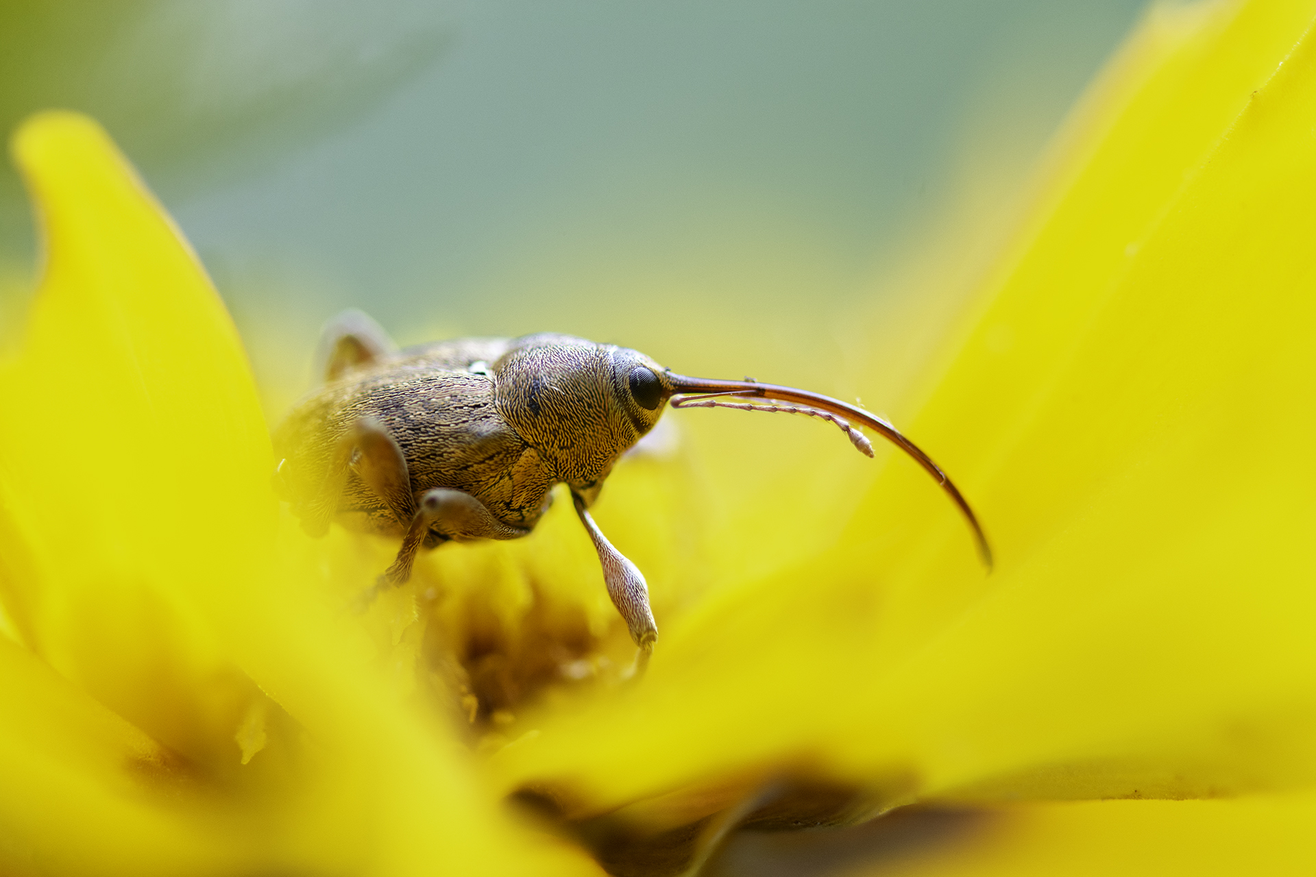 Beetles – Coleoptera