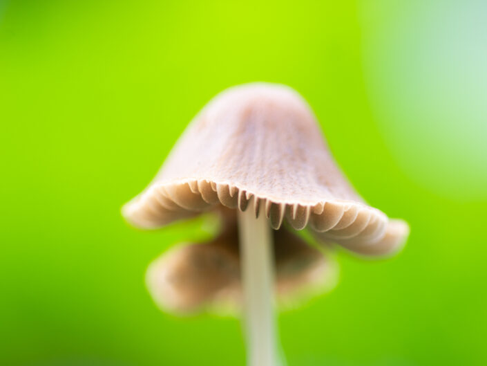 Plants and mushrooms