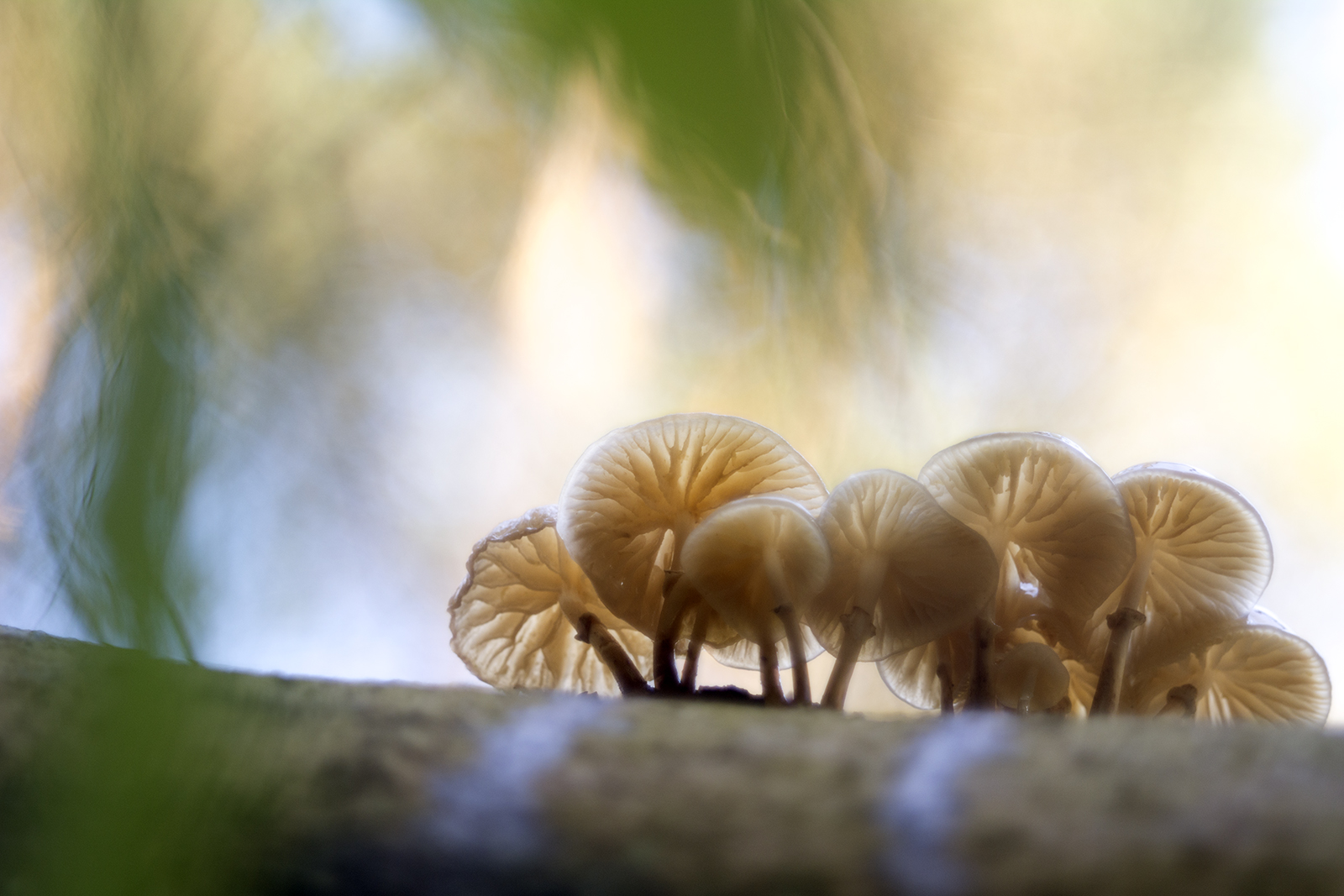 Mushroom bokeh 2