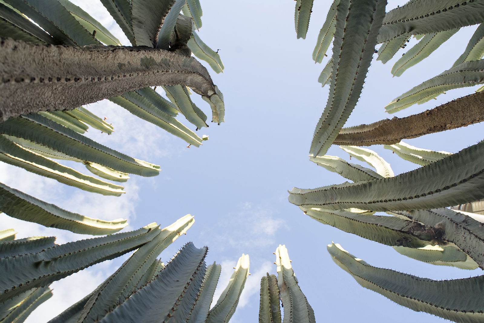 Binnenin een cactusboom