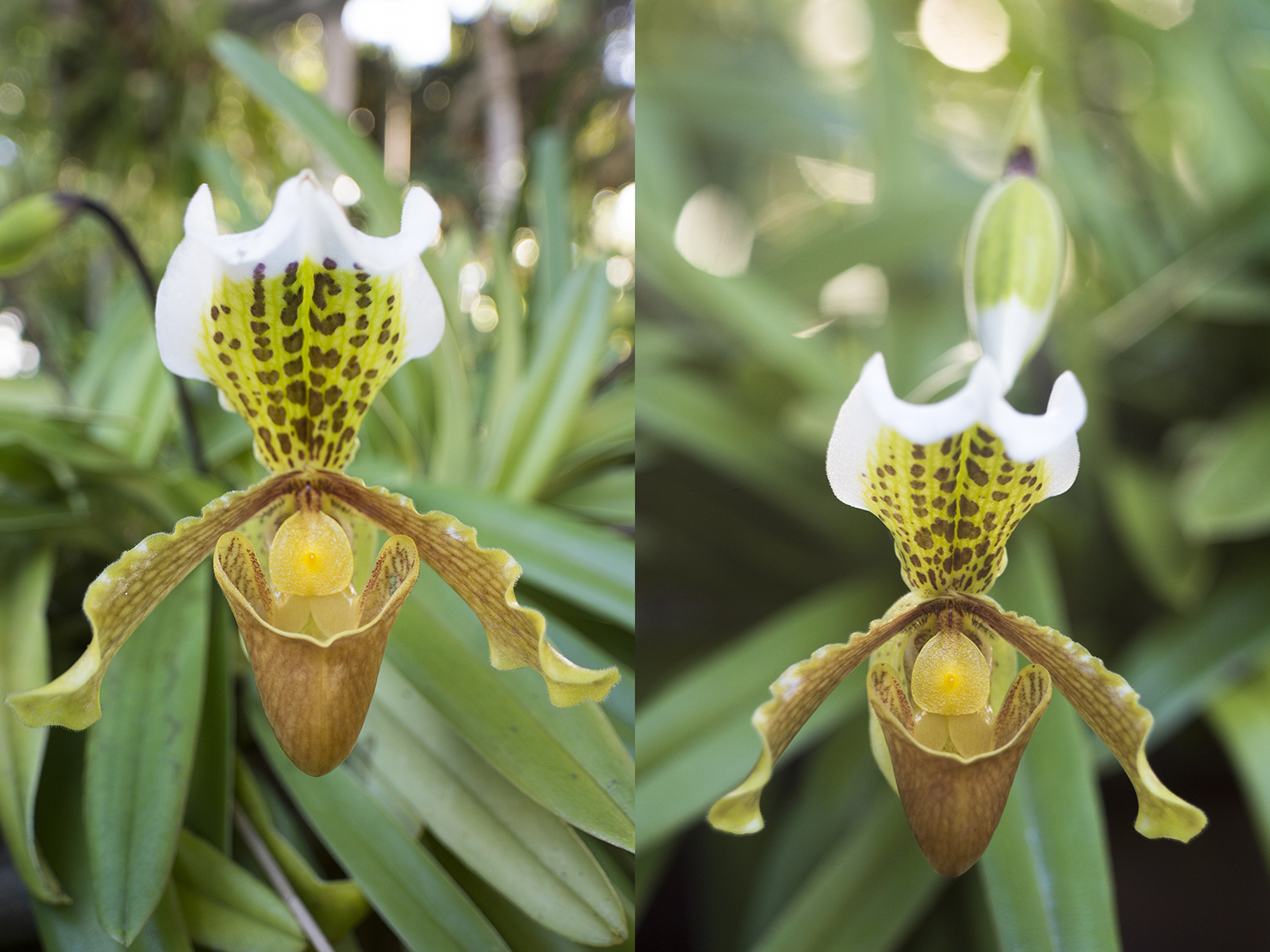 Orchidee met wide-angle (links) en 58mm (rechts).