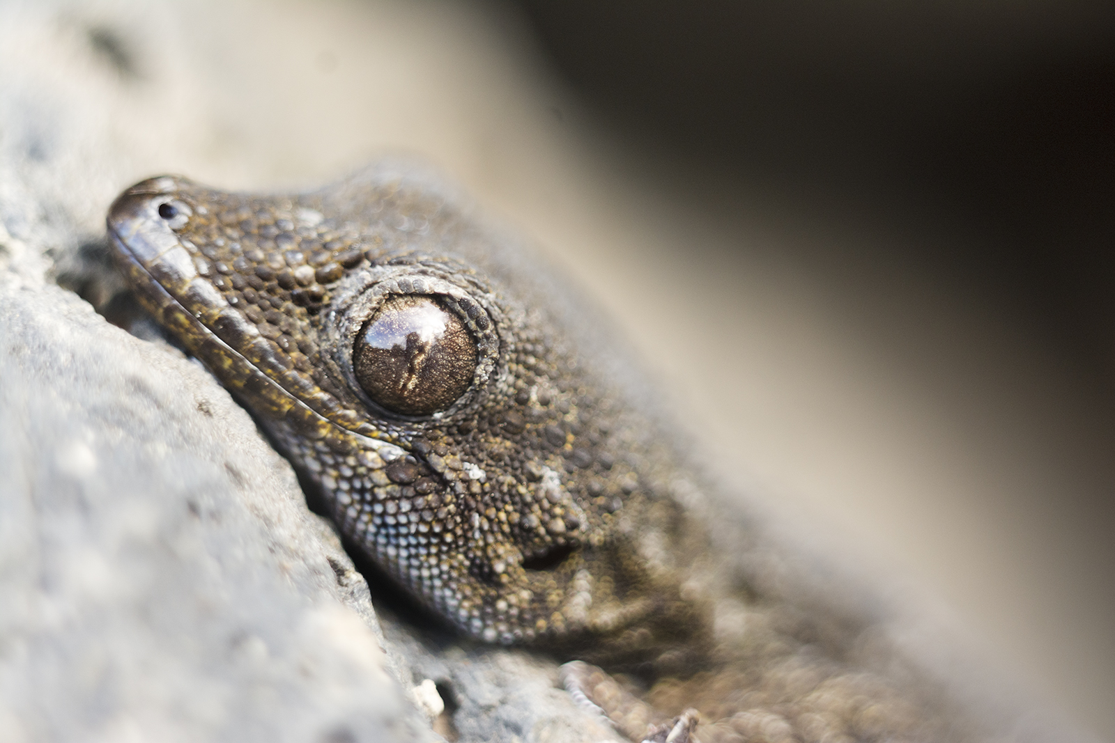 Tenerife gekko close-up