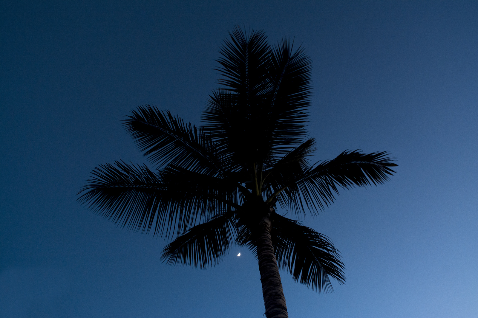 Palmen na zonsondergang