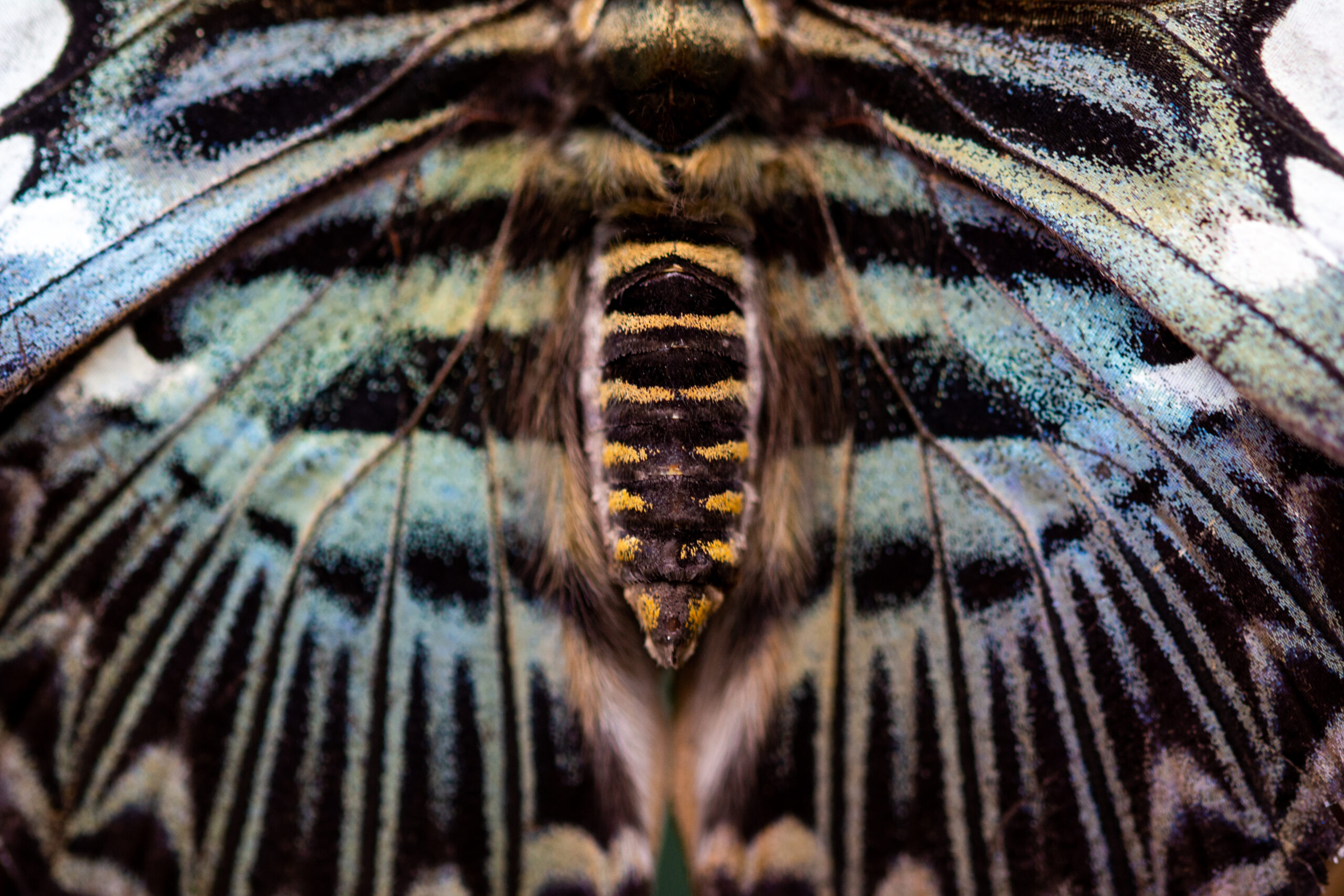 Butterflies and moths – Lepidoptera