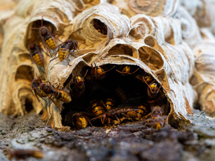 Bees, wasps and ants – Hymenoptera