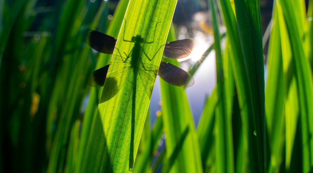 DSC_0892-1